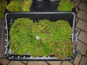 XL Paket Waldmoos Moos Bodengrund Terrarium Regenwald Flechten Terrarien Deko - Bild 1 von 1