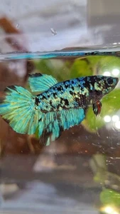 RARE FEMALE HALFMOON BLACK GALAXY AVATAR BLUE BETTA (100% REAL PICT) - Picture 1 of 8