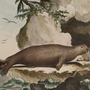 Le Morse Walross Naturgeschichte Enzyklopädie Orig color Kupferstich Ende 18 Jhd - Bild 1 von 4