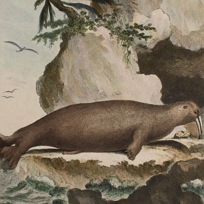 Le Morse Walross Naturgeschichte Enzyklopädie Orig color Kupferstich Ende 18 Jhd - Bild 1 von 4