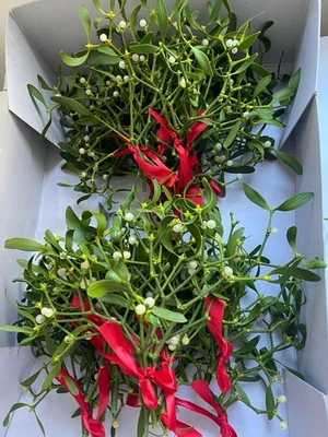 New listingFresh Real Mistletoe Bunches With Berries, Stems Tied With Ribbon