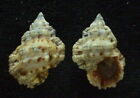 seashell Bursa rhodostoma 22/24mm Gem/F+++