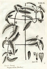 1763 Jacquin Selectarum American Botanical Original Antique Print Espalied Plant