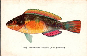 Postkarte gepunktete Flossen Papageienfische John G. Shedd Aquarium Chicago Chrom unbesendet - Bild 1 von 3