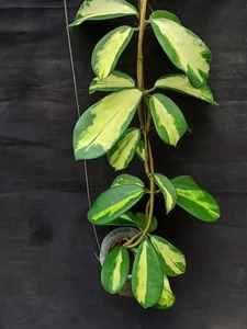 New Hoya Diversifolia rare hoya house plant - Picture 1 of 2