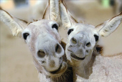 Pictura Donkey Couple Cute / Funny Anniversary Card