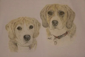Beagle T-Shirt or Sweatshirt Unique drawn designs sizes 3-6 mth - XXL FREE P&P - Picture 1 of 1