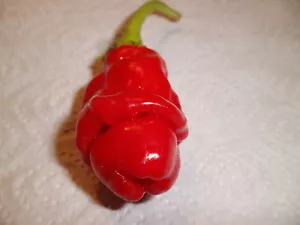 Penis Chili rot der glatte dicke * 10 Samen * tolles Geschenk*NATURWUNDER - Picture 1 of 5