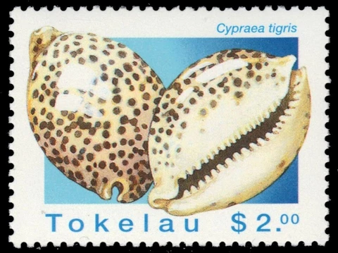 TOKELAU 235 - Giant Tiger Cowrie "Cypraea tigris" (pb63109) Cover