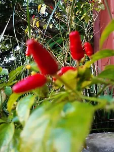Birds Eye Thai Chilli Seeds, Capsicum frutescens Siling Labuyo 35 seeds Very Hot - Picture 1 of 15