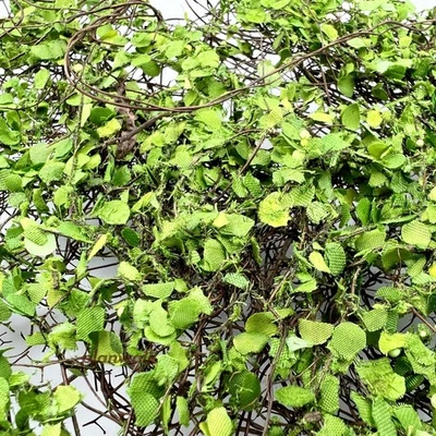 Green Plants HO/OO Scale Miniatures Vines Fallen Leaves Sand Table Diorama Parts - Image 1 of 3