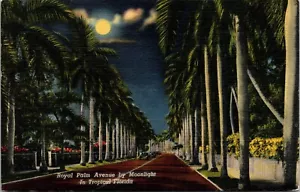 Fla. Postcard Royal Palm Avenue by Moonlight Linen Unposted Moon Trees Street - Picture 1 of 2