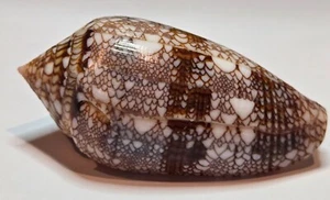 Conidae Conus Canonicus - 48.65 mm - Uncommon - Superb Color & Pattern - Gem - Picture 1 of 10