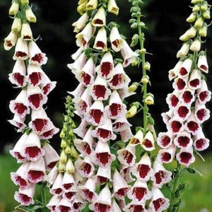 4 x Plug Plants Digitalis Foxglove Pams Choice Cottage Garden Bees - Picture 1 of 1