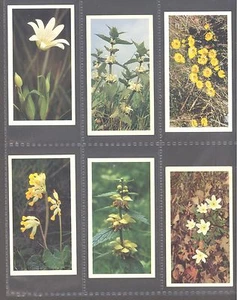 Players - Grandee - Britain's Wild Flowers - Set - Picture 1 of 1