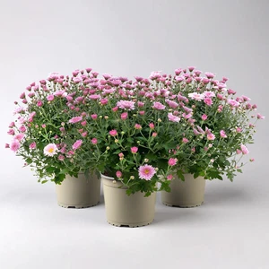 Chrysanthemen, rosa, Topf-Ø 19 cm, 3 Pflanzen - Bild 1 von 7