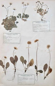Botanique - Planche Herbier XIXe - Plantes séchées - Corymbifères 54 - Imagen 1 de 7