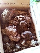  Flat rate box full horse manure dried aged organic fertilizer nutrient rich