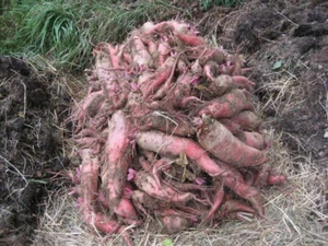 Cama de mancha - remolacha forrajera Red Giant - Geante Rouge - 25+ semillas - semillas - R 161 - Imagen 1 de 1