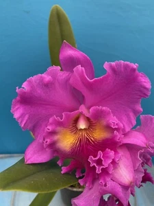 Cattleya Rlc Mem Crispin Rosales Remake Orchid Hybrid Mericlone 2” POT - Picture 1 of 9