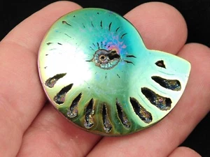Polished BLUE Gold and GREEN TITANIUM Pyrite Ammonite Fossil Russia 7.23 - Picture 1 of 15