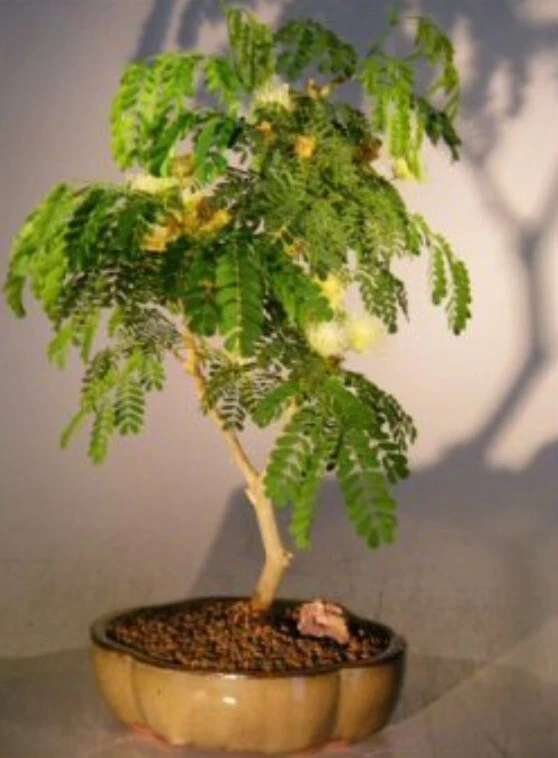 Árbol Bonsai Árbol Vivo Fragante Floración Brasileña Pithecelobium Tortum 10" Foto 1 de 1