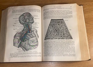 Morris' Human Anatomy by Schaeffer, J. Parsons 10th Ed Excellent Drawings 1947 - Picture 1 of 11