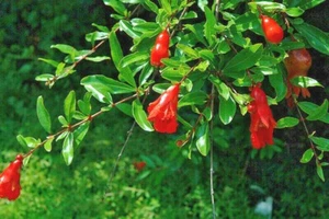 20 SEMILLAS DE GRANADA FERIAL ESTATAL - Punica granatum 'State Fair' - Imagen 1 de 6