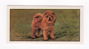 Barbers Tea Dog Card 1961. #11 Chow Chow