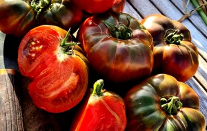 Tomatensamen (7+ Samen); russische Sorte "Tschernomor", aus 2025 - Bild 1 von 1