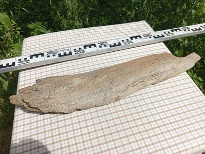 XL Stamm Skulptur Driftwood Terrarium Treibholz Deko Ast Holz Aquarium 65cm - Bild 1 von 3