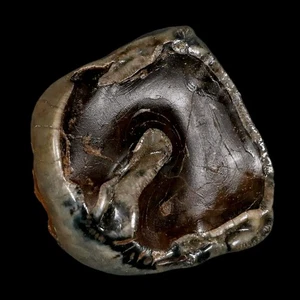 2,3 Zoll seltener Deinotherium Giganteum fossiler Zahn Miozän Deinothere Gracanica - Bild 1 von 10
