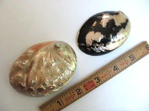 2 Pearlized Abalone Mussel Clam Shell Polished Seashell White Mother of Pearl 3" - Picture 1 of 9