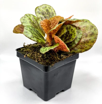 Begonia blancii 'Mottled' (2" Pot) / Terrarium Plant / Live Plant / Houseplant - Image 1 of 4