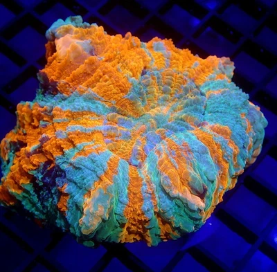 Acanthophyllia laranja e azul-petróleo média WYSIWYG - Corais índigo - A6029 - Carne - Imagem 1 de 3