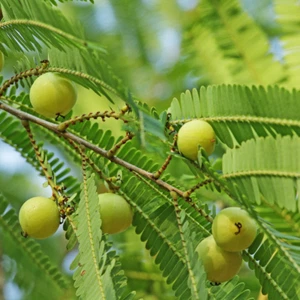 Hybrid Indian Gooseberry ( Amla , Graft plant ) 1 Bare-Root Plant - Picture 1 of 5