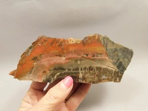 Arizona Rainbow Petrified Wood Lapidary Rough Rock #O1 - Picture 1 of 10