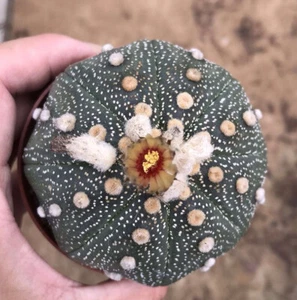 Astrophytum asterias cactus piante grasse piante in vaso casa giardino bonsai - Foto 1 di 5