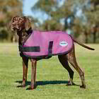 WeatherBeeta ComFiTec Classic Dog Coat - Pink