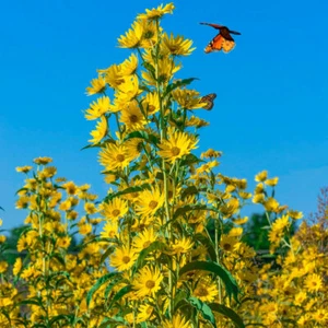 Sunflower MAXIMILIAN Perennial Flowers Butterflies Finches USA Non-GMO 100 Seeds - Picture 1 of 11