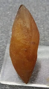 Doubly-terminated Honey Calcite Crystal, India - Mineral Specimen for Sale - Picture 1 of 5