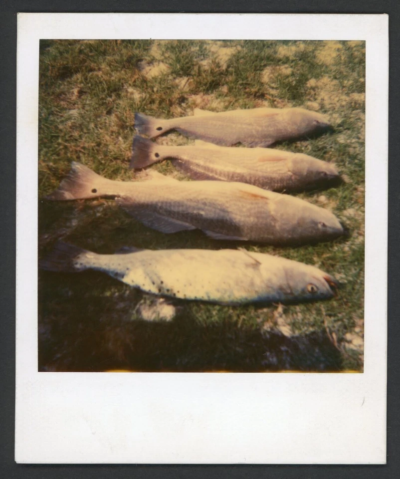 Fish on the Grass Polaroid Photo Snapshot 1980s Abstract Still Life Americana - Image 1 of 1