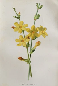 Antique Botanical Print – Winter Jasmine by F.E. Hulme – c.1900 – Original Art - Picture 1 of 10