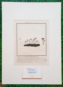 XVIII ème - P Bulliard - Champignon de la France - Superbe Gravure n°276 - 1784 - Bild 1 von 1