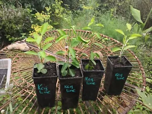 Fabulous KEY LIME seedling - Picture 1 of 1