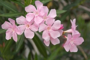 Nerium Oleander Pink Beauty seeds pkt of 50 Soft Pink - Picture 1 of 7