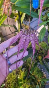 Bulbophyllum Elizabeth Ann Buckleberry Mature Blooming Sized Orchid - Picture 1 of 5