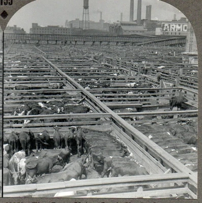 Largest Livestock Yards On Earth, Chicago, Illinois.   Stereoview Photo - Изображение 1 из 2