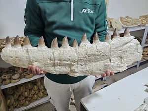 Best History Mosasaur Jaw -70 Cm Fossilized Prehistoric Cretaceous Peroid Era - Picture 1 of 12