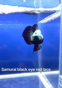 BETTA SAMURAI BLACK EYE RED LACE MALE LIVE FISH HIGH QUALITY#828 - Picture 1 of 5